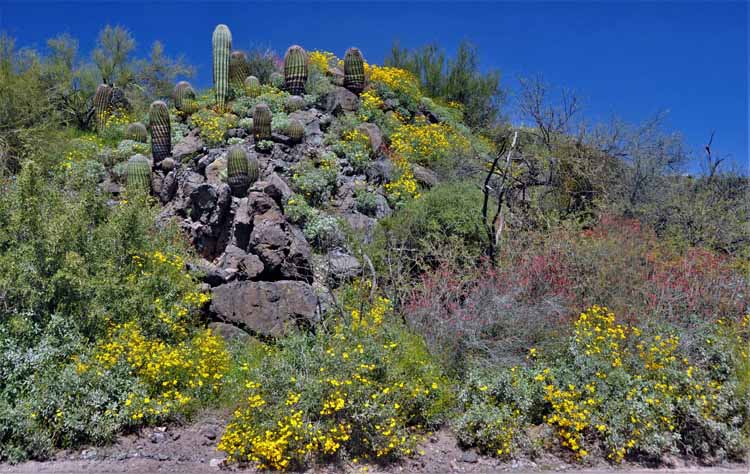 saguaro